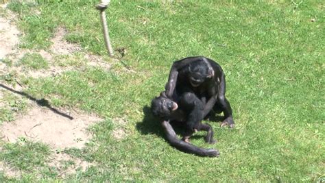 bonobo porn|Bonobo Monkey Having Sex Porn Videos .